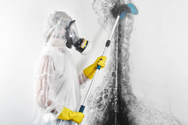 Best Mold Odor Removal Services  in Chebanse, IL