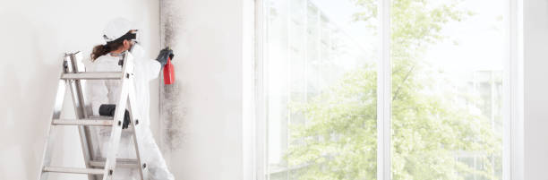 Best Water Damage & Mold Remediation  in Chebanse, IL